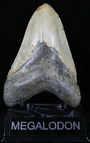 Large Megalodon Tooth - North Carolina #21668